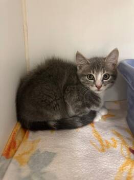 DC (Burhl Chase) -  Domestic Short Hair Cat for Adoption in Johnson City, Tennessee - DC (Burhl Chase) | PetCurious