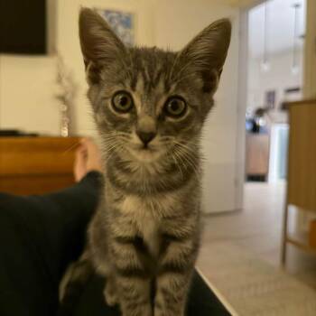 Mint Julep -  Domestic Short Hair Cat for Adoption in Winder, Georgia - Mint Julep | PetCurious