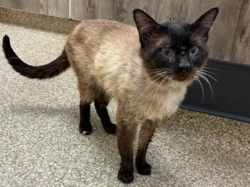 MONKEY D. LUFFY -  Domestic Short Hair Cat for Adoption in Colorado Springs, Colorado - MONKEY D. LUFFY | PetCurious