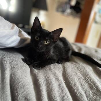 Fiddlesticks -  Domestic Short Hair Cat for Adoption in Matteson, Illinois - Fiddlesticks | PetCurious