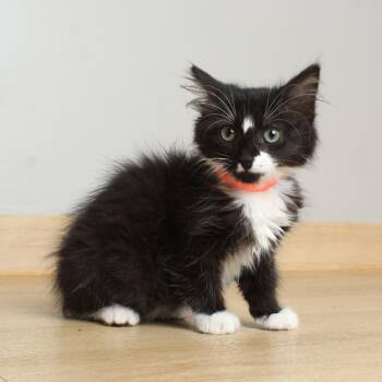 Octave C69820 -  Domestic Long Hair Cat for Adoption in Minnetonka, Minnesota - Octave C69820 | PetCurious