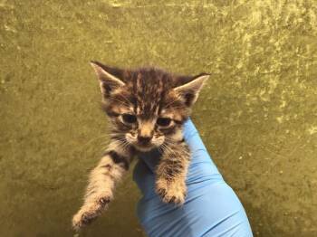ORION -  Domestic Short Hair Cat for Adoption in Riverside, California - ORION | PetCurious