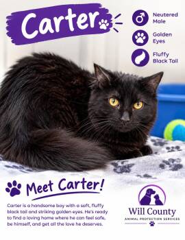 Carter -  Domestic Medium Hair Cat for Adoption in Manhattan, Illinois - Carter | PetCurious