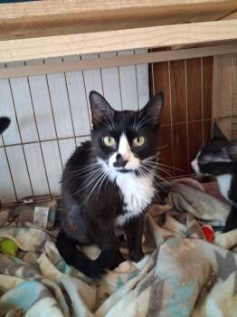 Tuxie -  Domestic Short Hair Cat for Adoption in Ogden, Utah - Tuxie | PetCurious