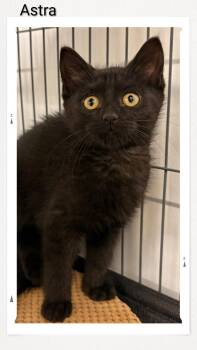 Astra -  Domestic Short Hair Cat for Adoption in Caistor Centre, Ontario - Astra | PetCurious
