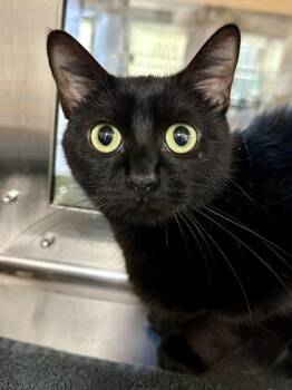 Chicken Biscuits -  Domestic Short Hair Cat for Adoption in Wichita, Kansas - Chicken Biscuits | PetCurious
