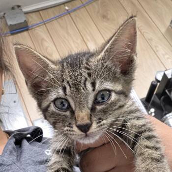 Spiderman -  Domestic Short Hair Cat for Adoption in Leander, Texas - Spiderman | PetCurious