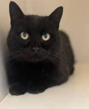 Domestic Short Hair Cats Available for Adoption - Luna | PetCurious