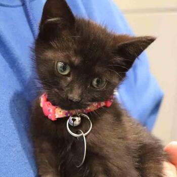 Domestic Short Hair Cats Available for Adoption in Port Washington, New York - Nibbles | PetCurious