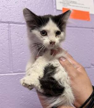 61237785 -  Domestic Medium Hair Cat for Adoption in El Paso, Texas - 61237785 | PetCurious