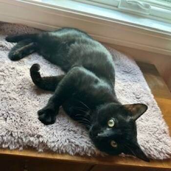 Rescue Domestic Short Hair Cats for Adoption in Ashland, Massachusetts - Zinytta | PetCurious