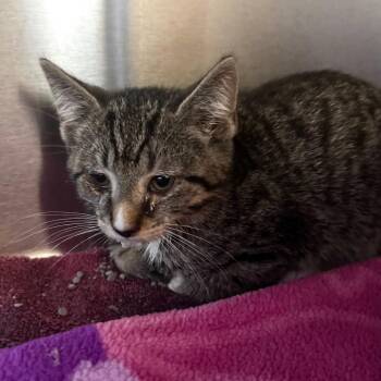 Lampshade -  Domestic Short Hair Cat for Adoption in Wheeling, Illinois - Lampshade | PetCurious