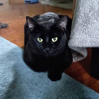 Phil -  Domestic Short Hair Cat for Adoption in Minneapolis, Minnesota - Phil | PetCurious