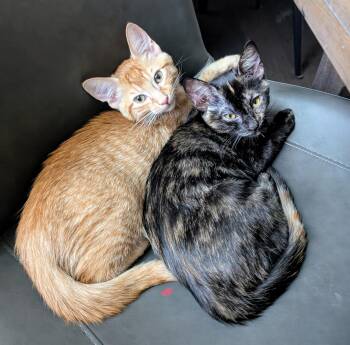 Penelope & Tyson Bonded Pair -  Tortoiseshell and Domestic Short Hair Cat for Adoption in Brentwood, California - Penelope & Tyson Bonded Pair | PetCurious