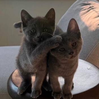 BETSY & ROSS -  Domestic Short Hair Cat for Adoption in Schnecksville, Pennsylvania - BETSY & ROSS | PetCurious