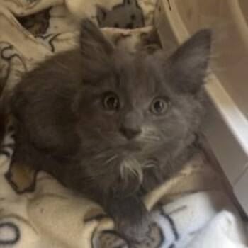 Limestone -  Domestic Long Hair Cat for Adoption in Dubuque, Iowa - Limestone | PetCurious