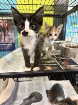 Rescue Domestic Medium Hair Cats for Adoption in Albany, Wisconsin - Styles | PetCurious