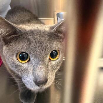 Tuscany -  Domestic Short Hair Cat for Adoption in Scituate, Massachusetts - Tuscany | PetCurious