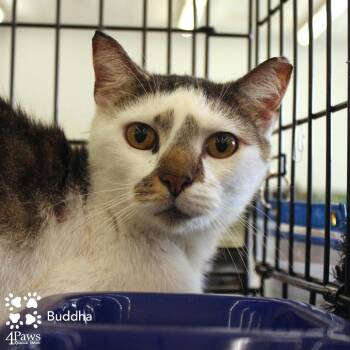 Buddha McCracken -  Domestic Short Hair Cat for Adoption in Merrifield, Virginia - Buddha McCracken | PetCurious