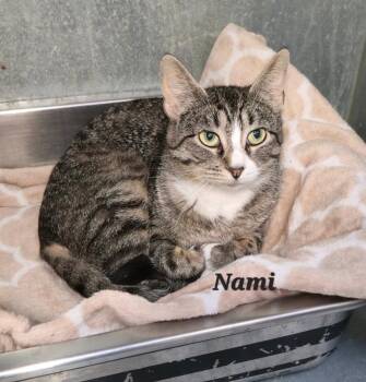 Domestic Short Hair Cats Available for Adoption in Cedar Rapids, Iowa - Nami | PetCurious