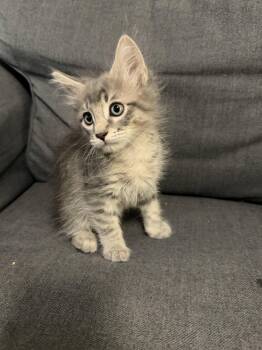 Milo, the handsome -  Domestic Long Hair and Domestic Medium Hair Cat for Adoption in Walnut Creek, California - Milo, The Handsome | PetCurious