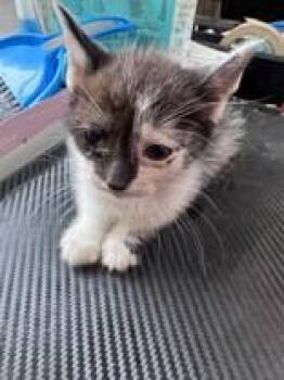 Rescue Domestic Short Hair Cats for Adoption in Charleston, South Carolina - Clara | PetCurious