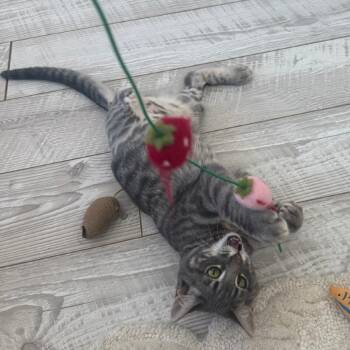 Tarzan -  Domestic Short Hair Cat for Adoption in Murray, Utah - Tarzan | PetCurious