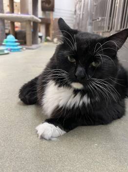 Tuxedo Cats Available for Adoption in Palmetto, Florida - Bunny | PetCurious