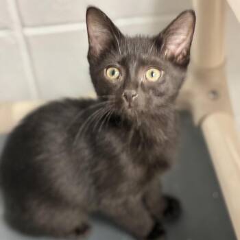 Bobbie Joe -  Domestic Short Hair Cat for Adoption in South Elgin, Illinois - Bobbie Joe | PetCurious
