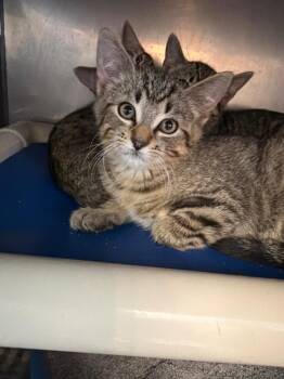 Squall -  Domestic Short Hair Cat for Adoption in Virginia, Minnesota - Squall | PetCurious