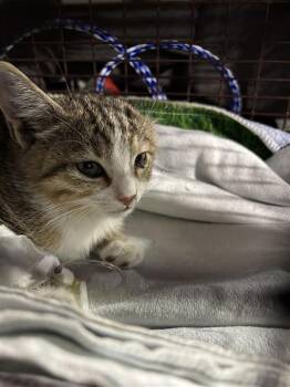 Halloween -  Domestic Short Hair Cat for Adoption in Austin, Texas - Halloween | PetCurious