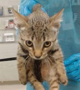 A477874 -  Domestic Short Hair Cat for Adoption in Oklahoma City, Oklahoma - A477874 | PetCurious