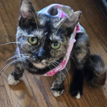 Roxie -  Tortoiseshell and Domestic Short Hair Cat for Adoption in Farmington, Minnesota - Roxie | PetCurious