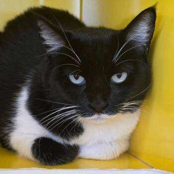 Dream -  Domestic Short Hair Cat for Adoption in Abilene, Texas - Dream | PetCurious