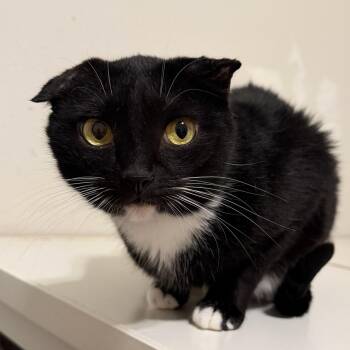 Davey -  Domestic Short Hair Cat for Adoption in Houston, Texas - Davey | PetCurious