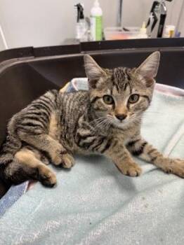Rossi -  Domestic Short Hair Cat for Adoption in Lafayette, Indiana - Rossi | PetCurious