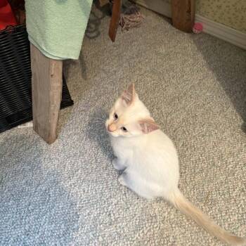 Tran -  Domestic Short Hair Cat for Adoption in Abbotsford, British Columbia - Tran | PetCurious