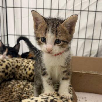 Harry 30 -  Domestic Short Hair Cat for Adoption in Austin, Texas - Harry 30 | PetCurious