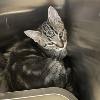 Tempo -  Domestic Short Hair Cat for Adoption in Las Vegas, Nevada - Tempo | PetCurious