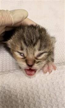 Domestic Short Hair Cats Available for Adoption in Riverside, California - A1908761 | PetCurious