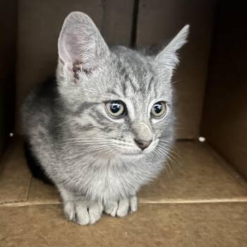 Adam -  Domestic Short Hair Cat for Adoption in Oneonta, New York - Adam | PetCurious
