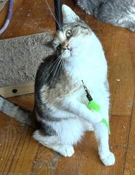 Carmel -  Domestic Short Hair Cat for Adoption in New York, New York - Carmel | PetCurious