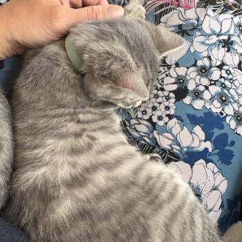 Teal -  Domestic Short Hair Cat for Adoption in Spokane, Washington - Teal | PetCurious