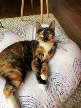 Sardine -  Domestic Short Hair and Tortoiseshell Cat for Adoption in San Francisco, California - Sardine | PetCurious