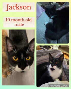 Rescue Domestic Short Hair Cats for Adoption in Hubert, North Carolina - Jackson (Jameson) | PetCurious