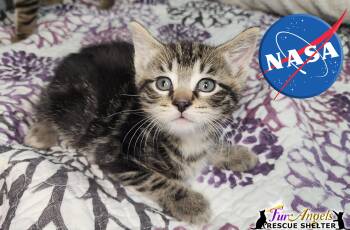 Domestic Short Hair Cats Available for Adoption in Ottawa Hills, Ohio - NASA | PetCurious