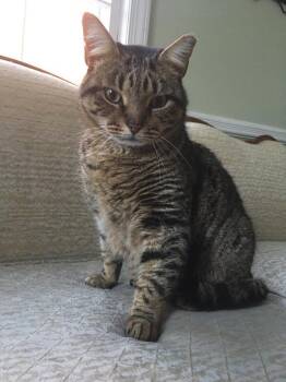 Charlie -  Domestic Short Hair Cat for Adoption in Greenbelt, Maryland - Charlie | PetCurious