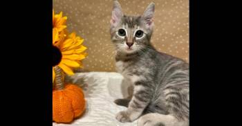 Goody -  Domestic Medium Hair Cat for Adoption in Groveland, Massachusetts - Goody | PetCurious