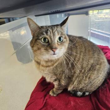 Rocket -  Domestic Short Hair Cat for Adoption in Evansville, Indiana - Rocket | PetCurious