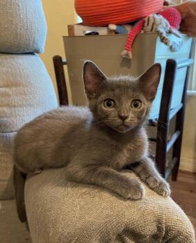 Domestic Short Hair Cats Available for Adoption in Gorham, Maine - Moon Pie | PetCurious